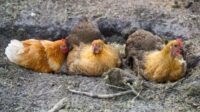 8 Cara Membasmi Gurem yang Sudah Menyebar di Kulit Ayam