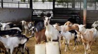Best-Goat-Breeds-for-your-Farm 4 Cara Memilih Indukan Kambing yang Bagus untuk Diternak