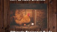 Cara Budidaya Ayam Joper untuk Pemula agar Cepat Panen dan Minim Risiko