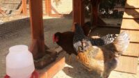 Cara Merawat Ayam Kampung dari Kecil untuk Pemula