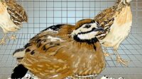 3 Manfaat Memelihara Burung Puyuh yang Perlu Diketahui untuk Peternak