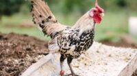 Polish huhn frizzle pollo polnisches polaca chickens polaco raza zischen depositphotos gallina membio haired polacco crest funky affects birdadvisors