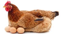 Apakah Ayam Pedaging Bisa Bertelur? Inilah Fakta yang Jarang Diketahui