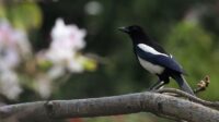 4 Cara Ternak Burung Poksay Hongkong yang Tepat agar Sukses