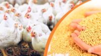 3 Manfaat Pakan bagi Ternak Unggas untuk Produktivitas